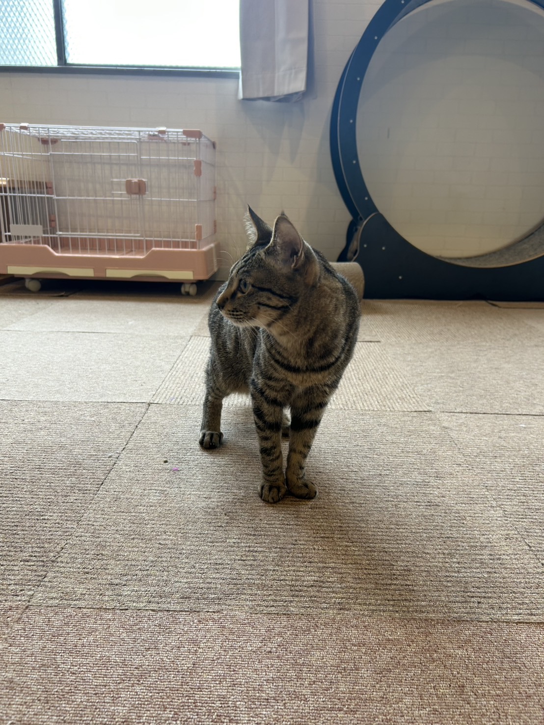 バロン