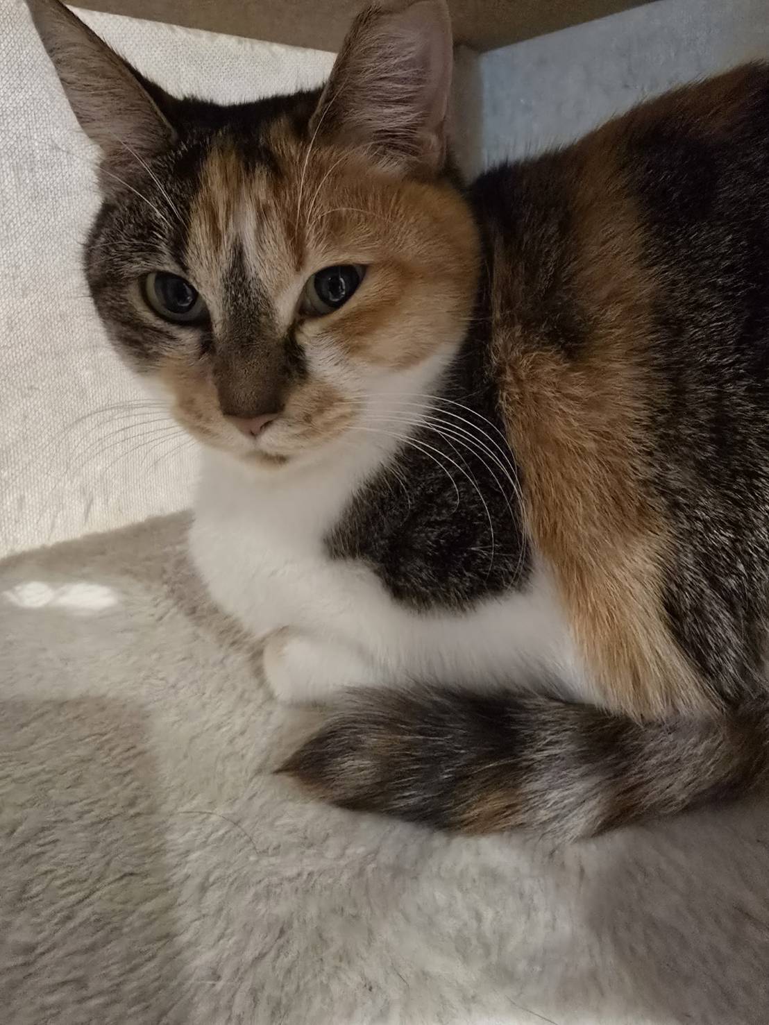 ふく